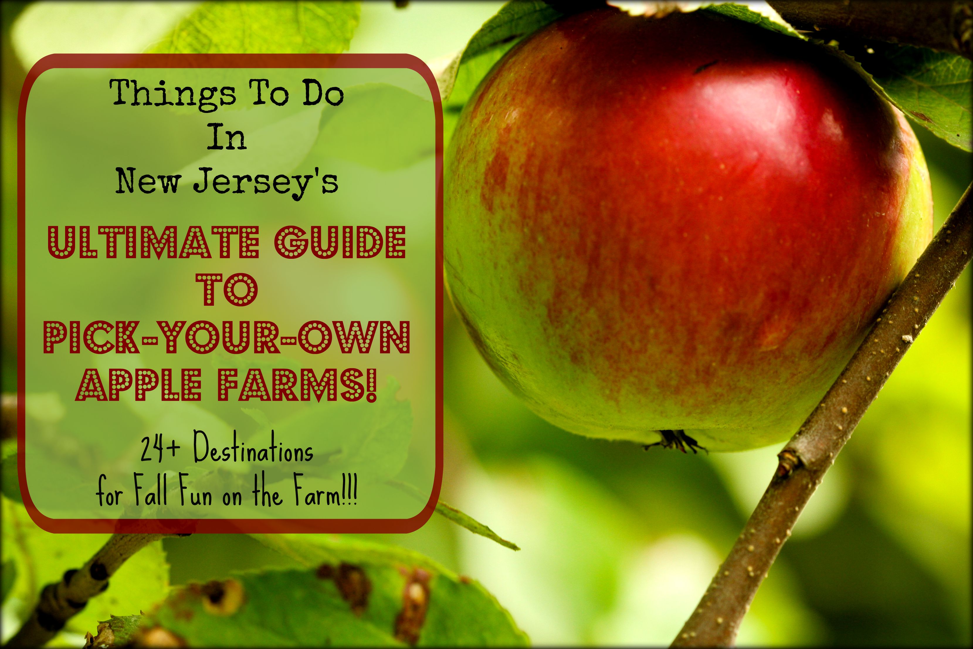 the-complete-guide-to-apple-picking-in-new-jersey-things-to-do-in-new