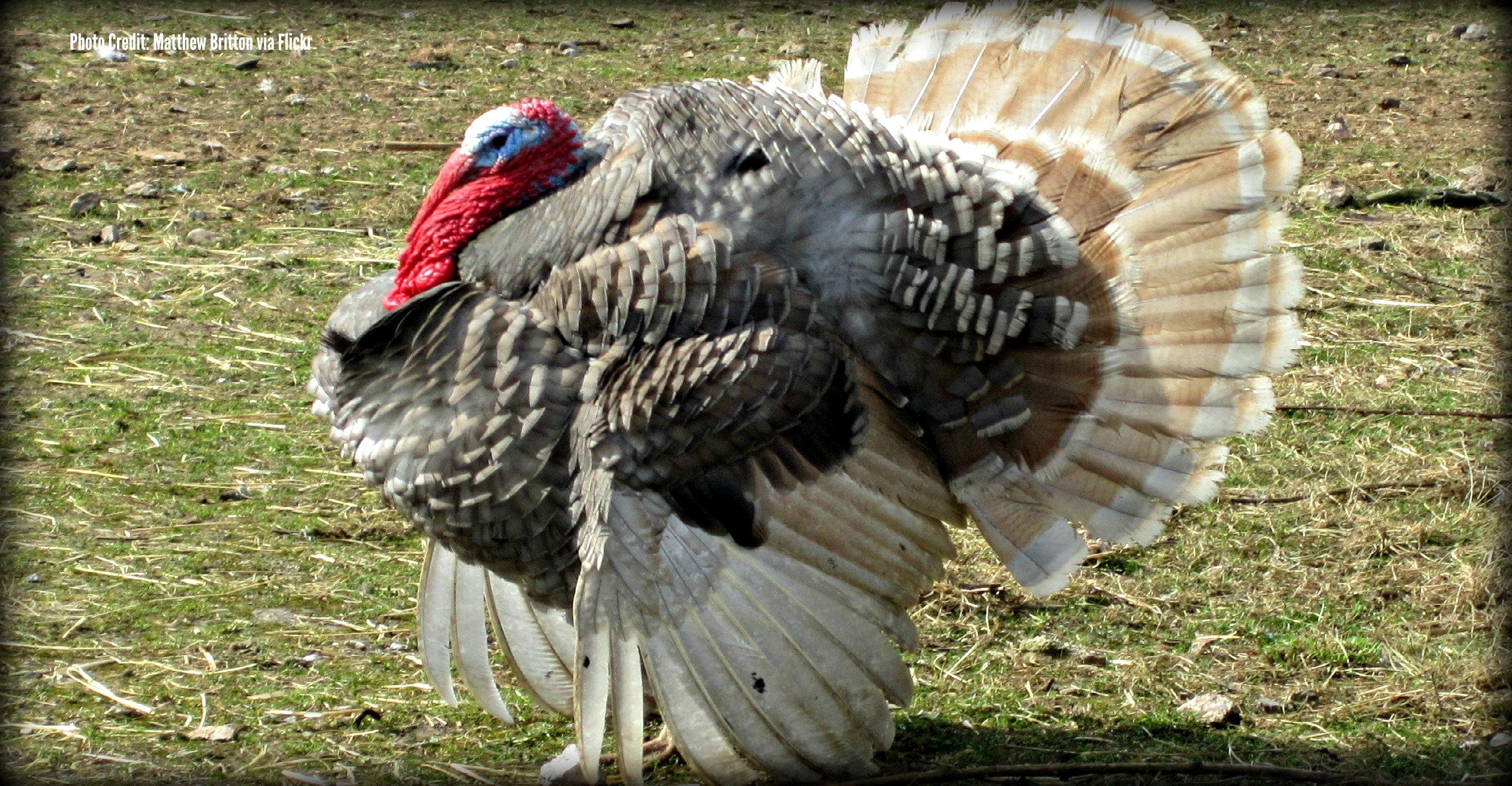 Where to Buy FarmFresh Turkey in New Jersey Things to Do In New Jersey