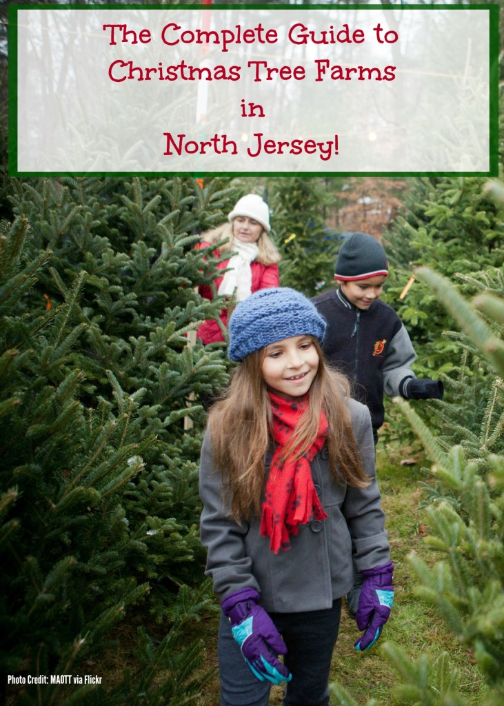 The Complete Guide To Christmas Tree Farms in North Jersey Things to