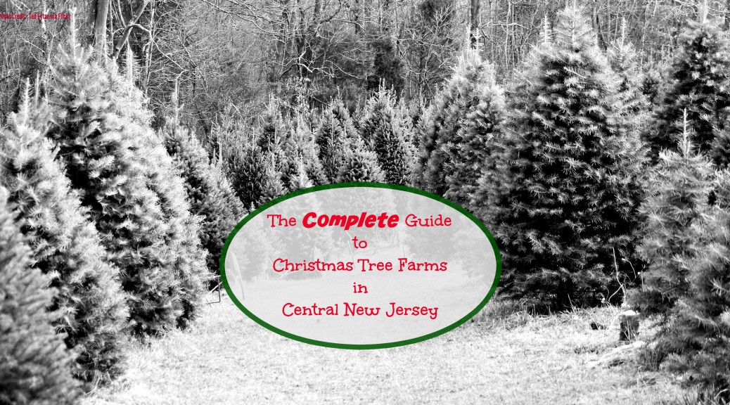 Christmas Tree Farm In New Jersey 