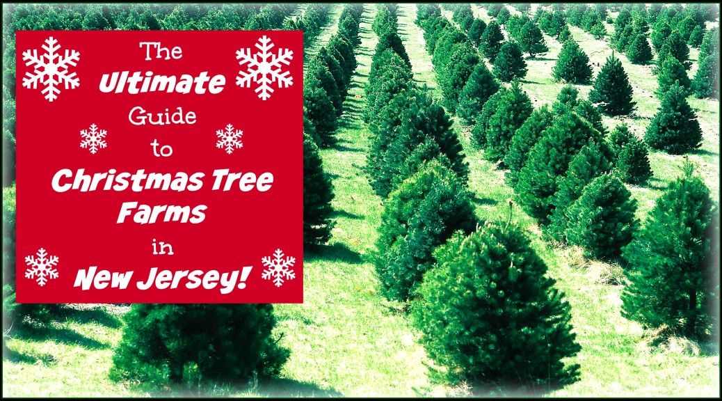 The Ultimate Guide to Christmas Tree Farms in New Jersey Things to Do