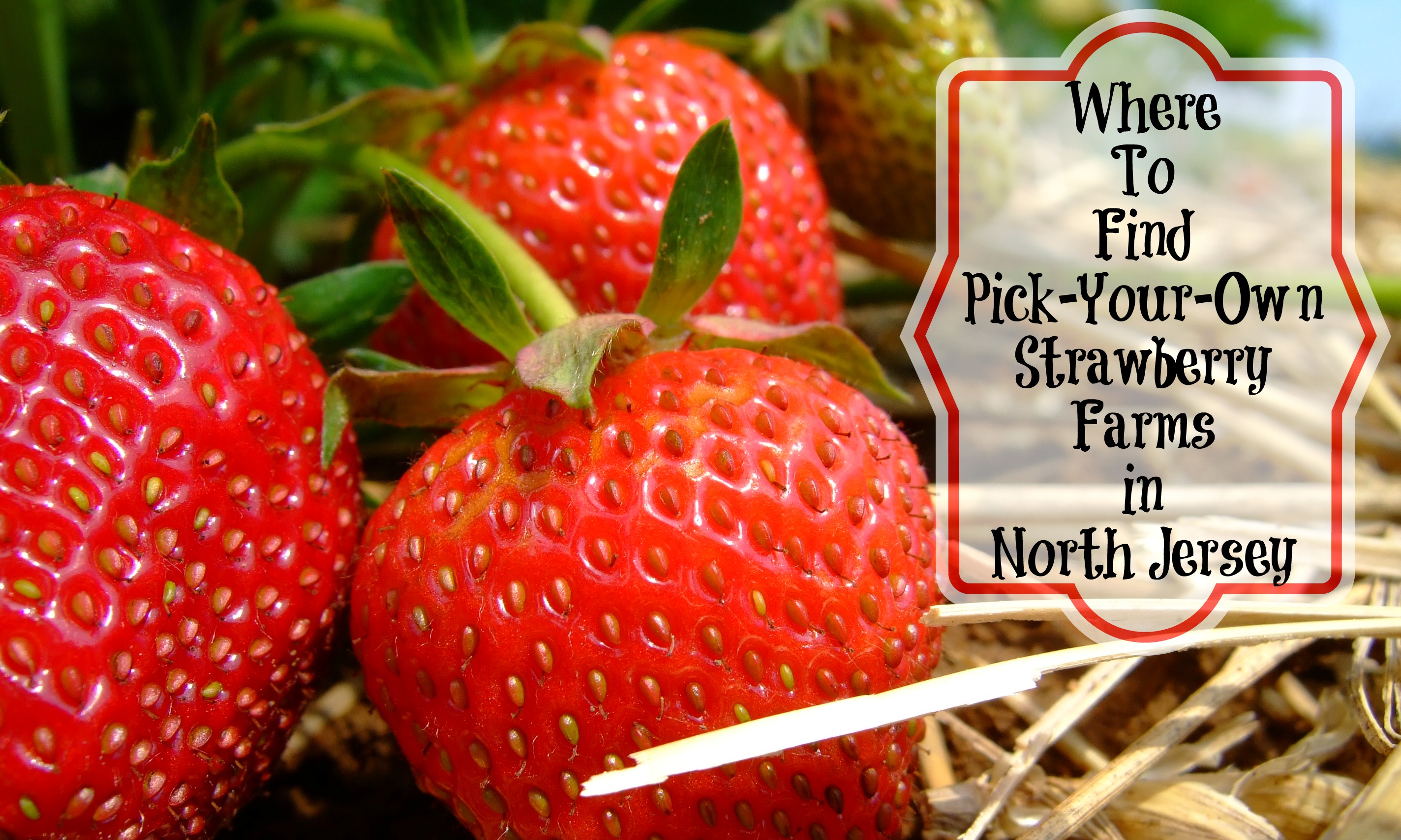 Where To Find Pick Your Own Strawberry Farms In North Jersey - Things ...