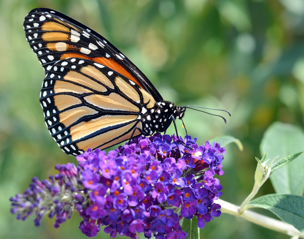 14 Public Gardens In New Jersey That Will Take Your Breath Away ...