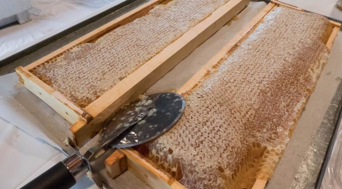 honey harvest at howell living history farm nj