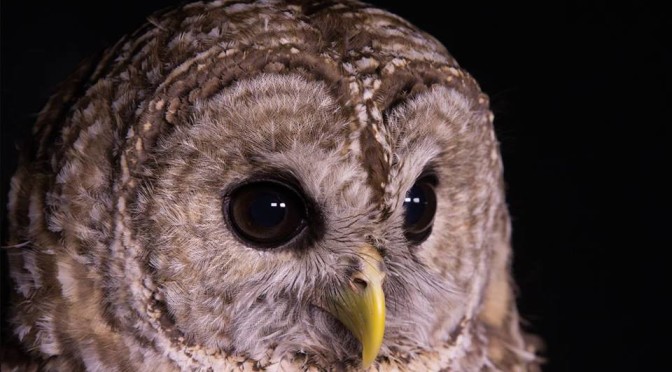 nocturnal nature hike at howell living history farm